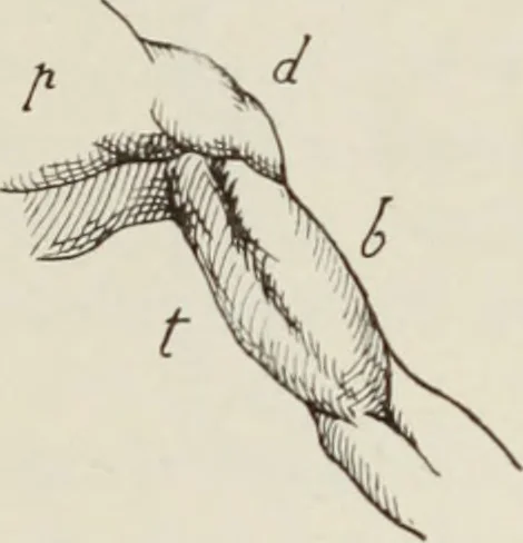 An illustration from Holbeins Totentanz und seine Vorbilder, 1897, leaf 234