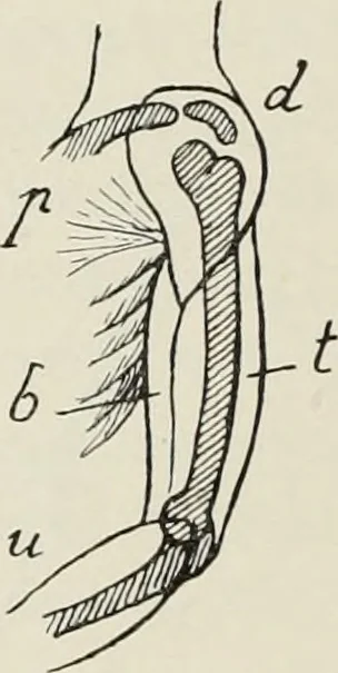 An illustration from Holbeins Totentanz und seine Vorbilder, 1897, leaf 235