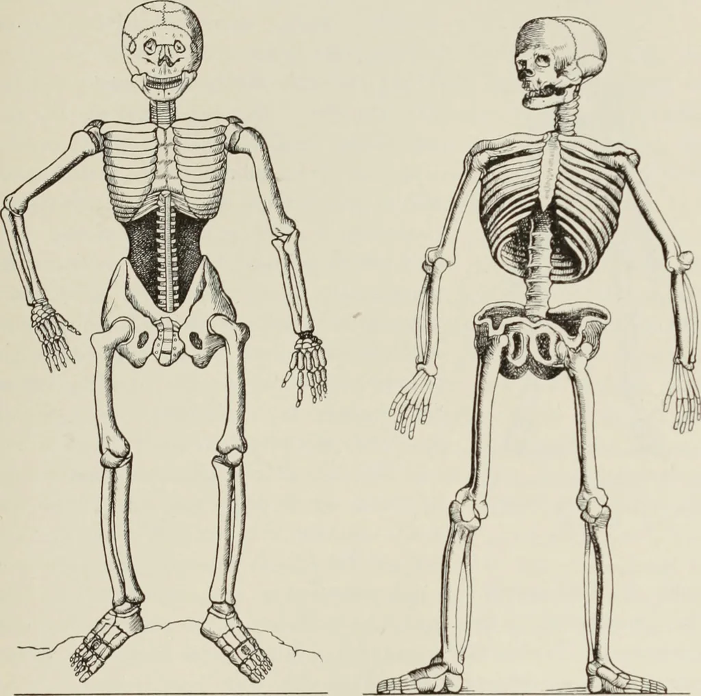 An illustration from Holbeins Totentanz und seine Vorbilder, 1897, leaf 64