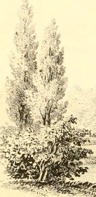 An illustration from Holly's country seats: containing lithographic designs for cottages, villas, mansions, etc., with their accompanying outbuildings; also, country churches, city buildings, railway stations, etc., etc, 1863, leaf 147