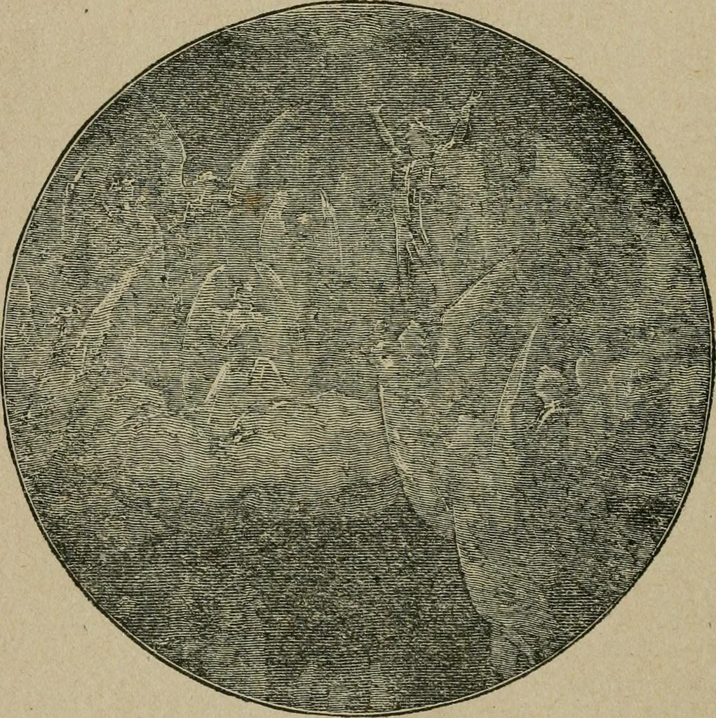 An illustration from The home beyond, or, Views of heaven and its relation to earth, 1898, leaf 447