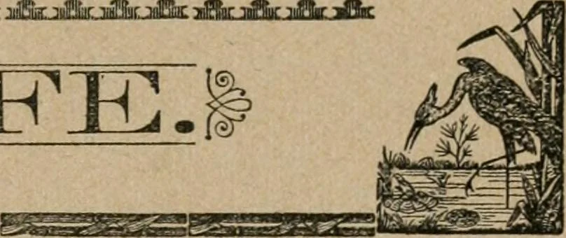 An illustration from The home beyond, or, Views of heaven and its relation to earth, 1898, leaf 66