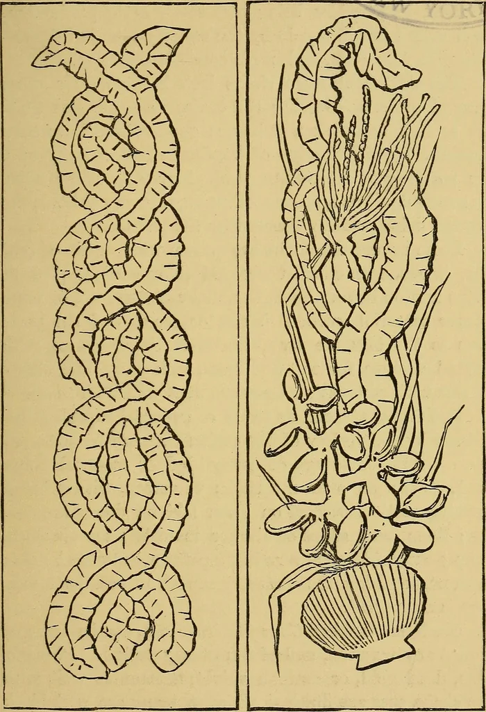 An illustration from Home decoration: art needle-work and embroidery; painting on silk, satin, and velvet; panel-painting; and wood-carving, 1881, leaf 104