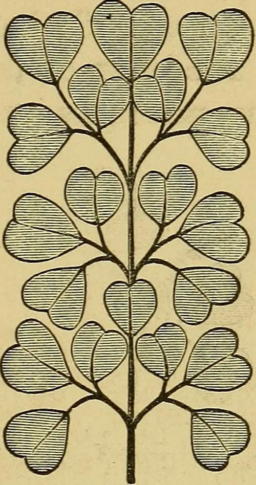 An illustration from Home decoration: art needle-work and embroidery; painting on silk, satin, and velvet; panel-painting; and wood-carving, 1881, leaf 14