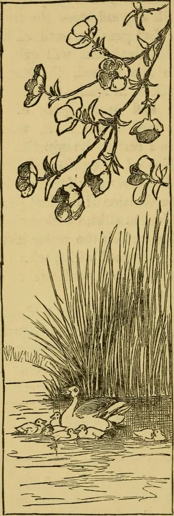 An illustration from Home decoration: art needle-work and embroidery; painting on silk, satin, and velvet; panel-painting; and wood-carving, 1881, leaf 77