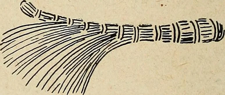 An illustration from The home and the family; an elementary textbook of home making, 1917, leaf 155