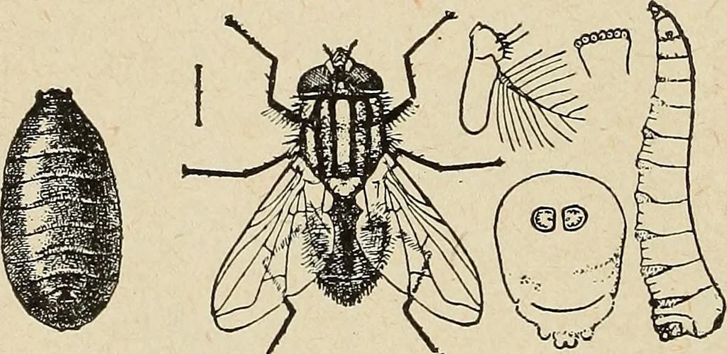 An illustration from The home and the family; an elementary textbook of home making, 1917, leaf 163