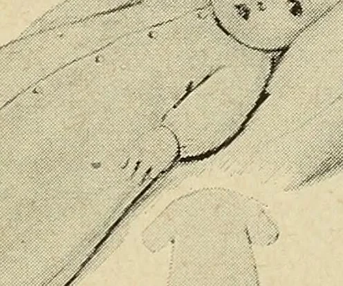 An illustration from The home and the family; an elementary textbook of home making, 1917, leaf 180