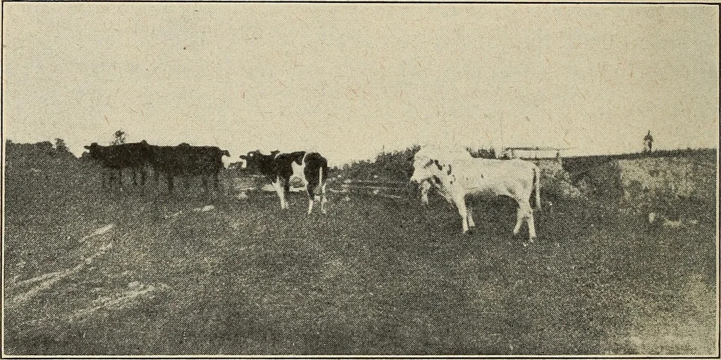 An illustration from The home and the family; an elementary textbook of home making, 1917, leaf 191
