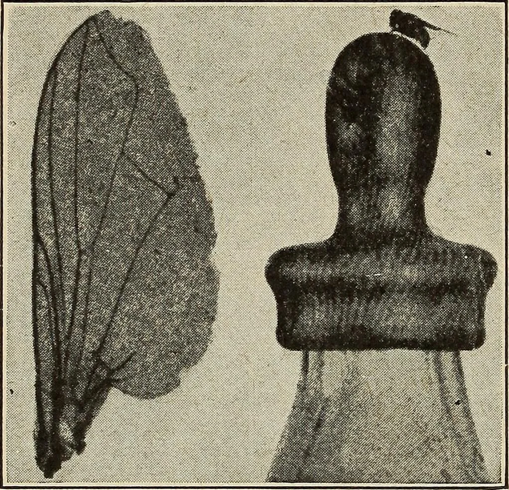 An illustration from The home and the family; an elementary textbook of home making, 1917, leaf 221