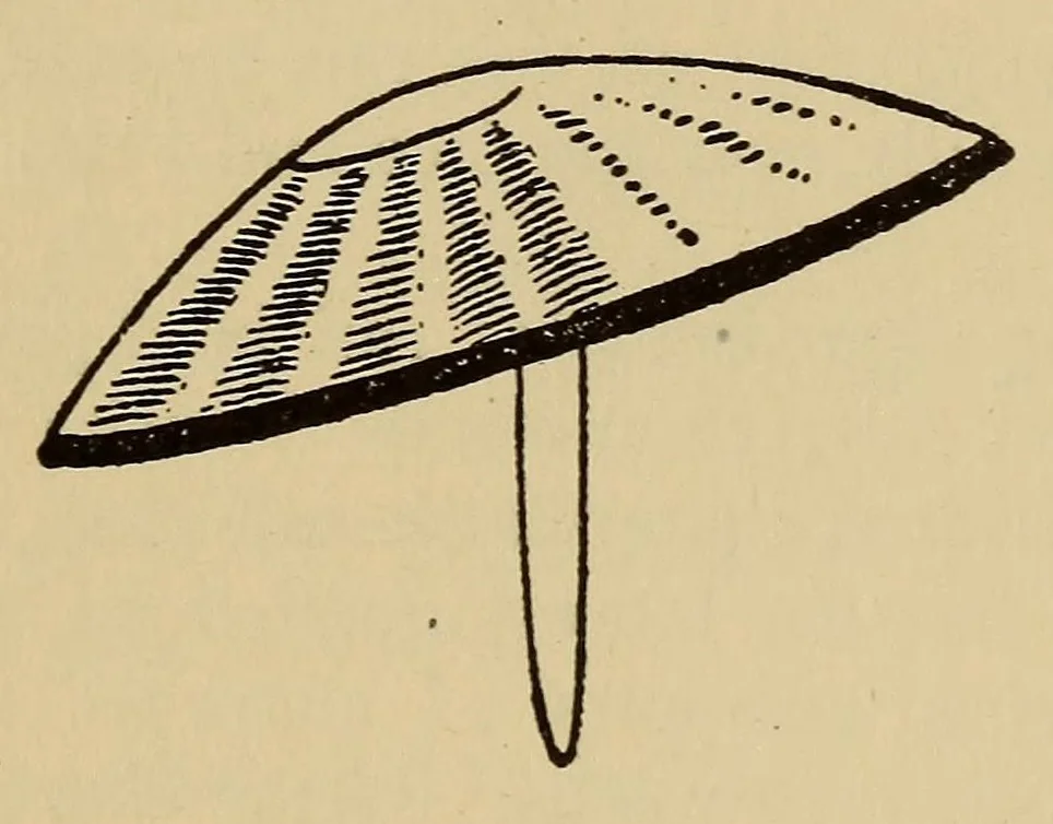 An illustration from Home fun, 1910, leaf 89