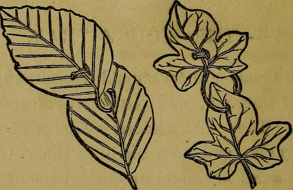 An illustration from Home games for old and young, 1873, leaf 52