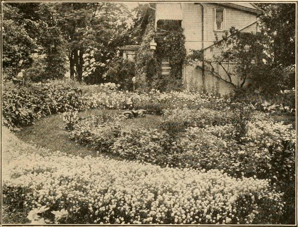 An illustration from The home garden, 1917, leaf 16