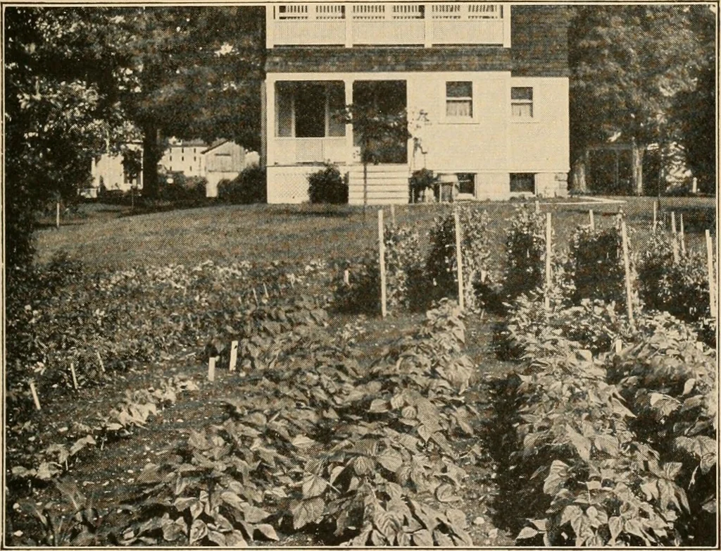An illustration from The home garden, 1917, leaf 16
