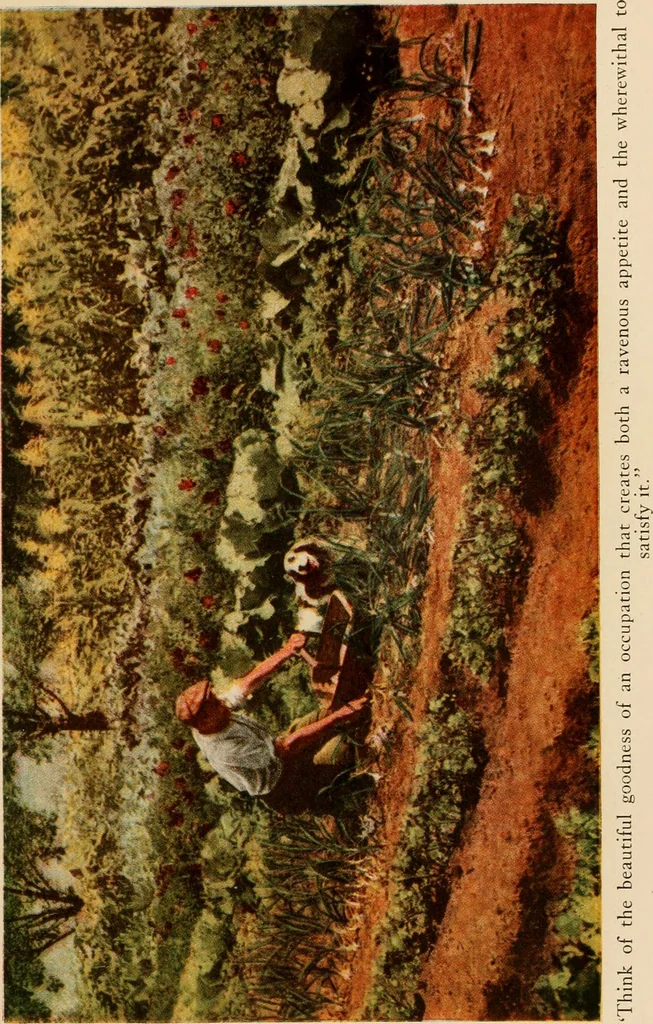 An illustration from The home garden, 1917, leaf 24