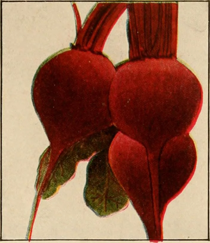 An illustration from The home garden, 1917, leaf 52