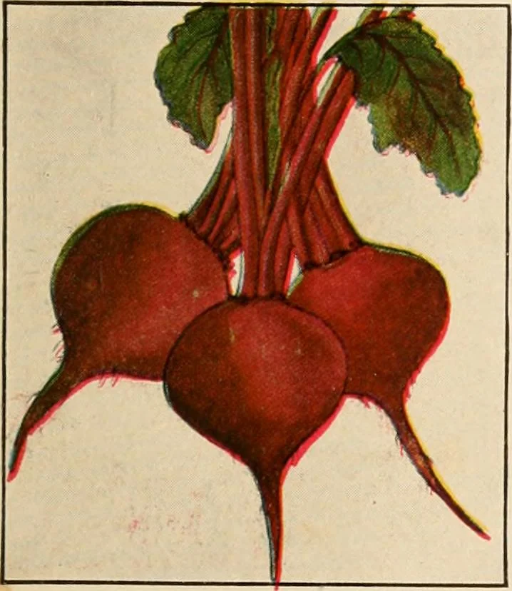 An illustration from The home garden, 1917, leaf 52