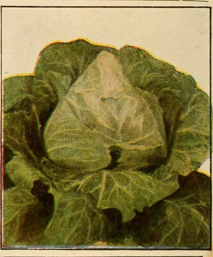 An illustration from The home garden, 1917, leaf 53