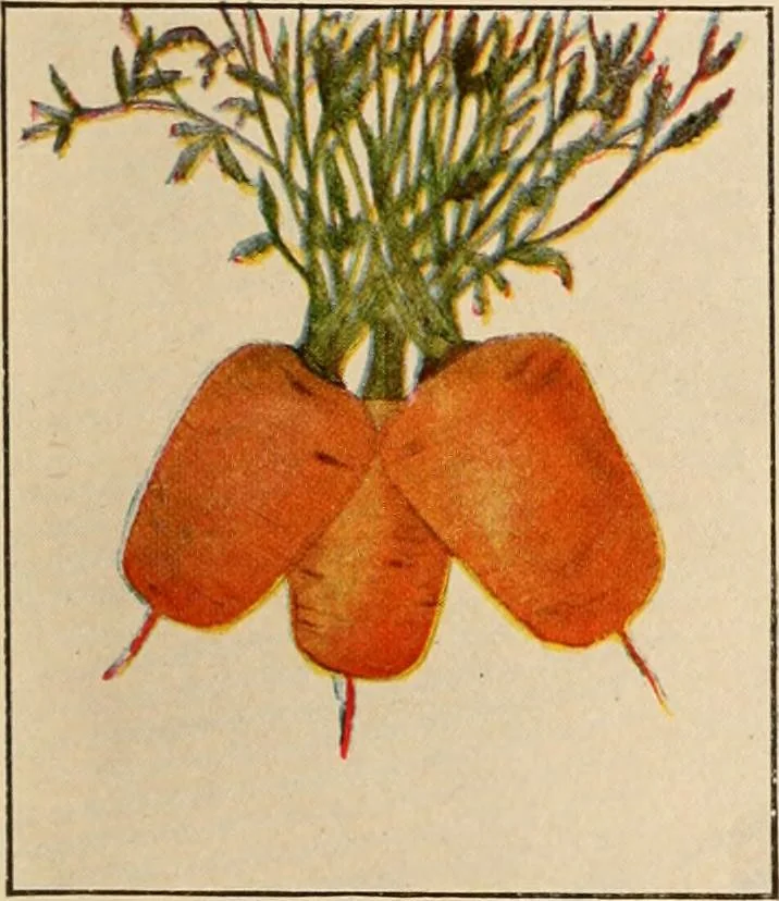An illustration from The home garden, 1917, leaf 54