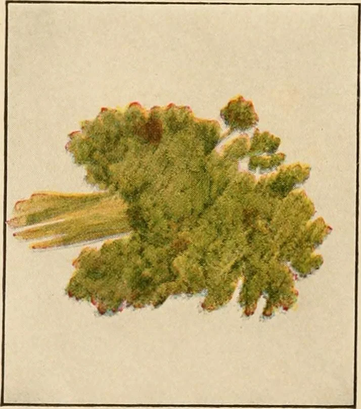 An illustration from The home garden, 1917, leaf 55