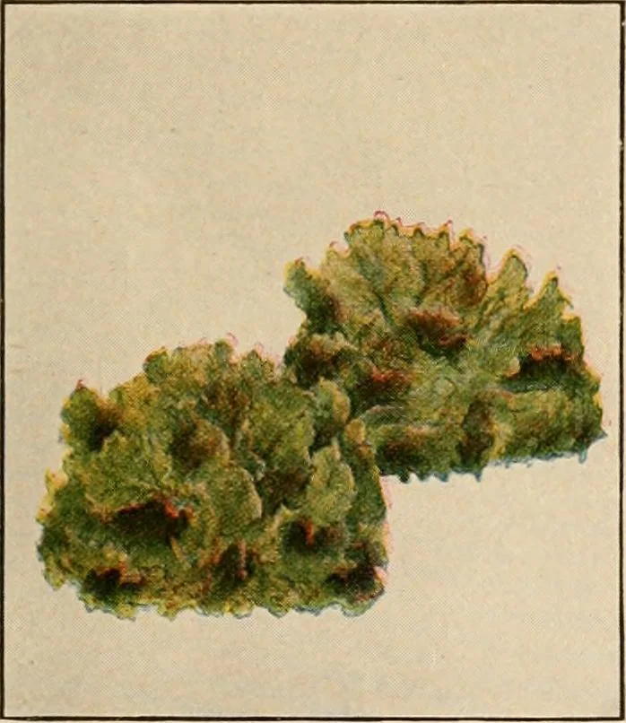 An illustration from The home garden, 1917, leaf 56
