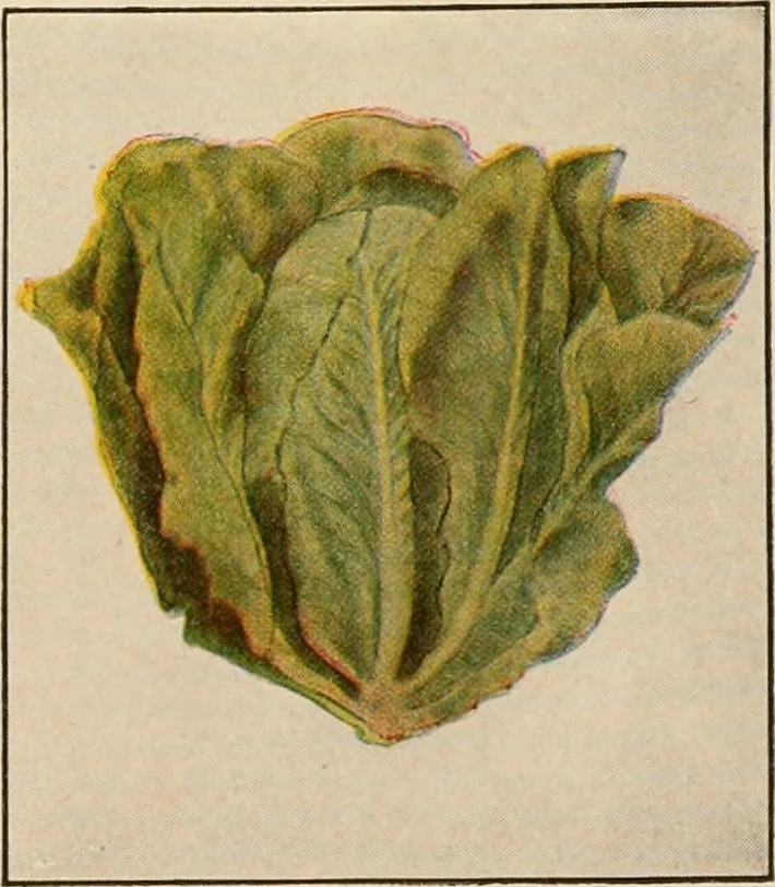 An illustration from The home garden, 1917, leaf 56