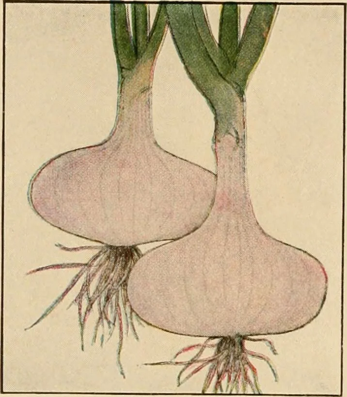 An illustration from The home garden, 1917, leaf 57