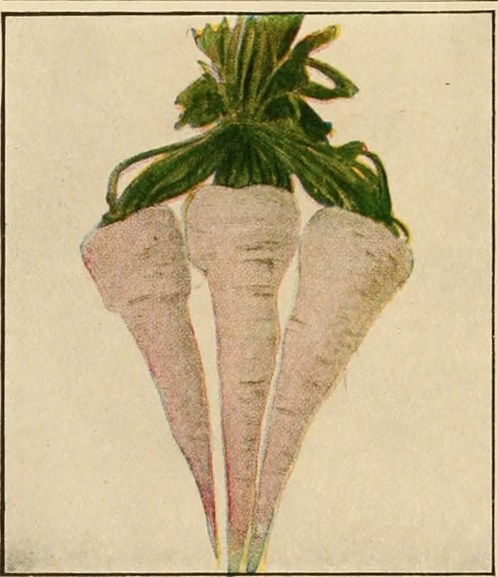 An illustration from The home garden, 1917, leaf 57