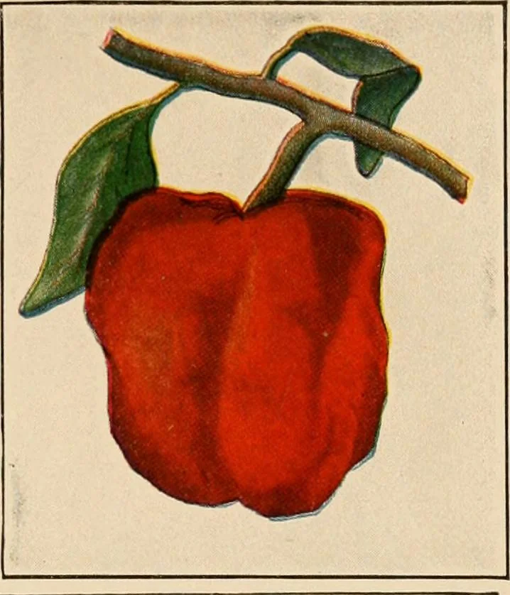 An illustration from The home garden, 1917, leaf 58