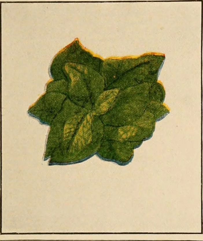 An illustration from The home garden, 1917, leaf 58