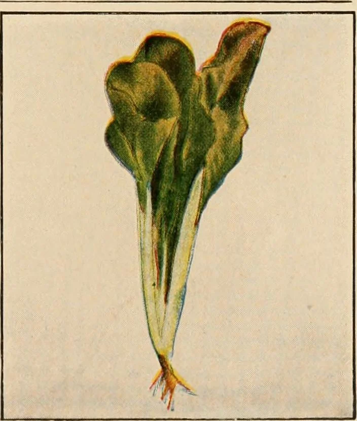 An illustration from The home garden, 1917, leaf 58
