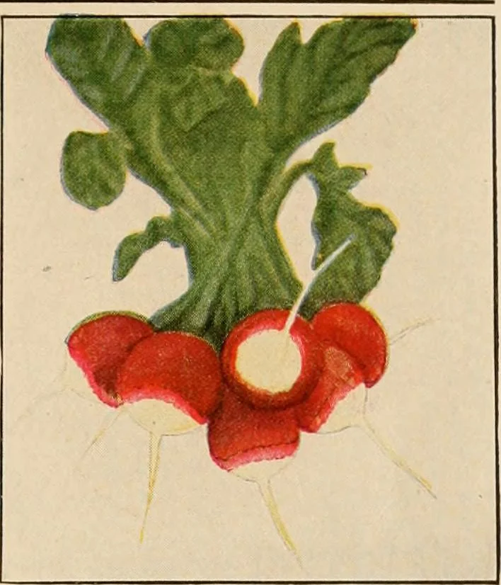 An illustration from The home garden, 1917, leaf 60