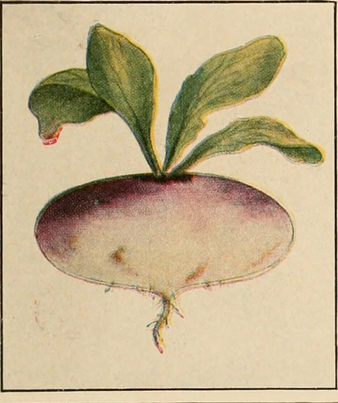 An illustration from The home garden, 1917, leaf 60