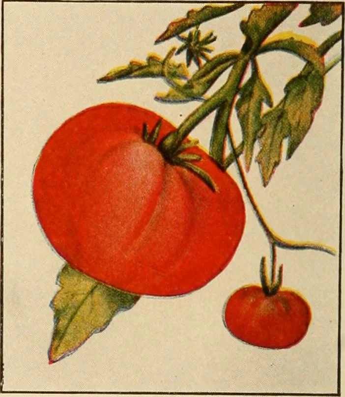 An illustration from The home garden, 1917, leaf 61