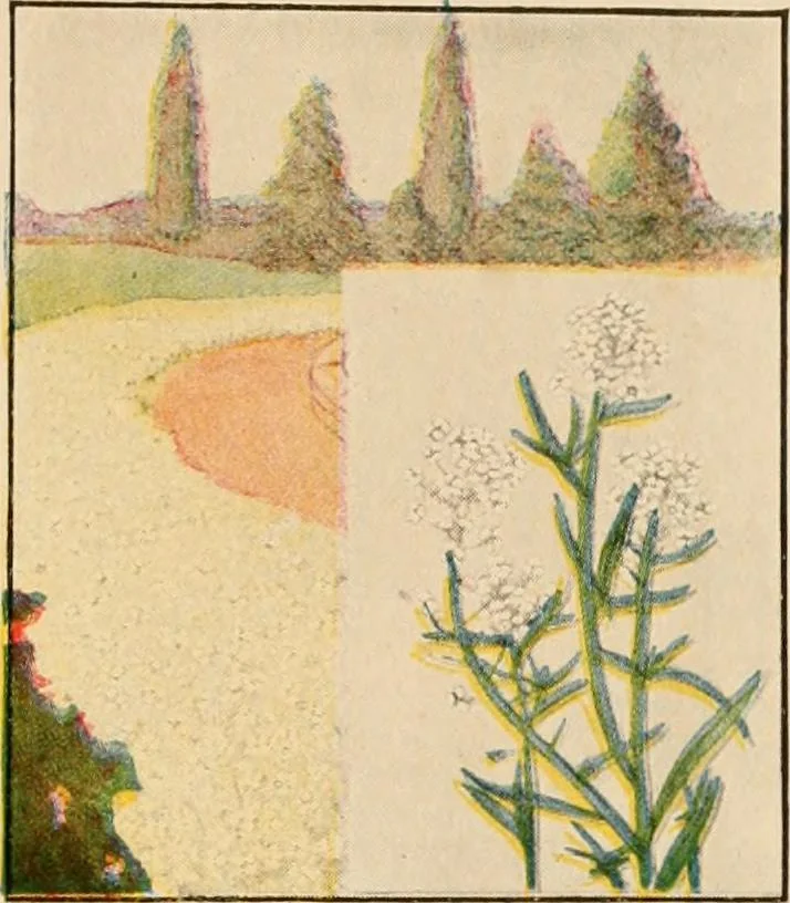 An illustration from The home garden, 1917, leaf 62