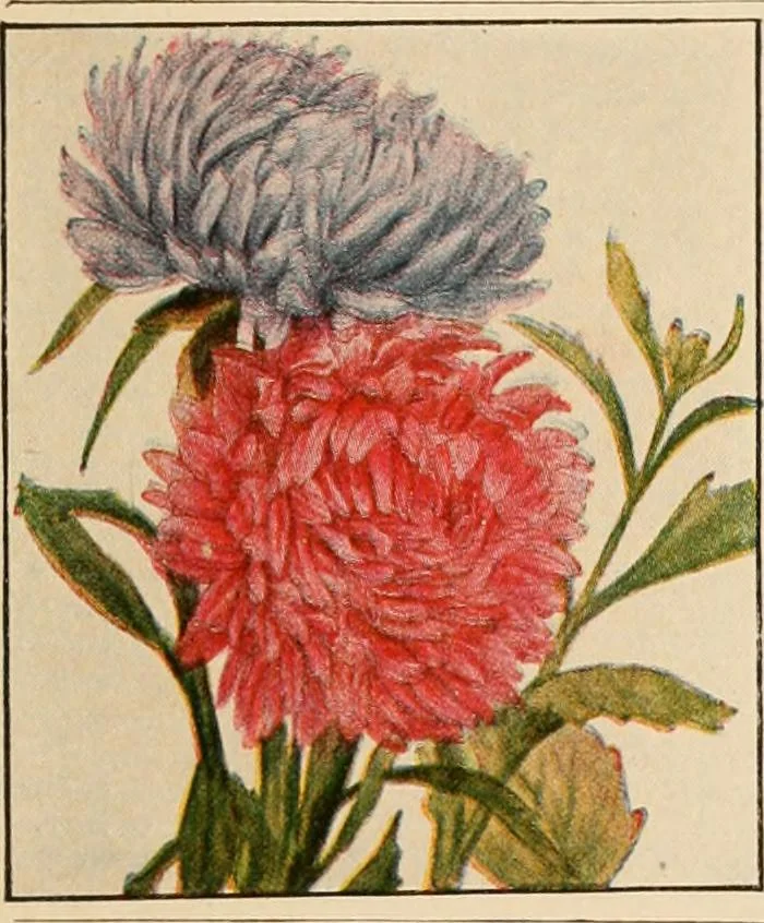 An illustration from The home garden, 1917, leaf 62