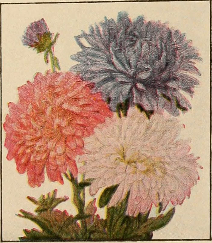 An illustration from The home garden, 1917, leaf 62