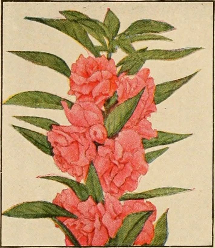 An illustration from The home garden, 1917, leaf 63