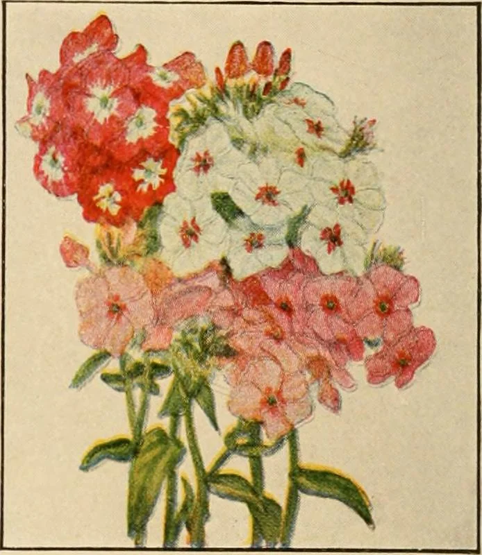 An illustration from The home garden, 1917, leaf 63