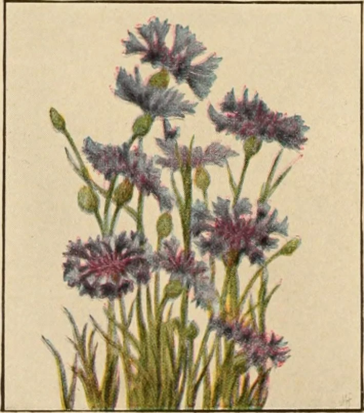 An illustration from The home garden, 1917, leaf 63