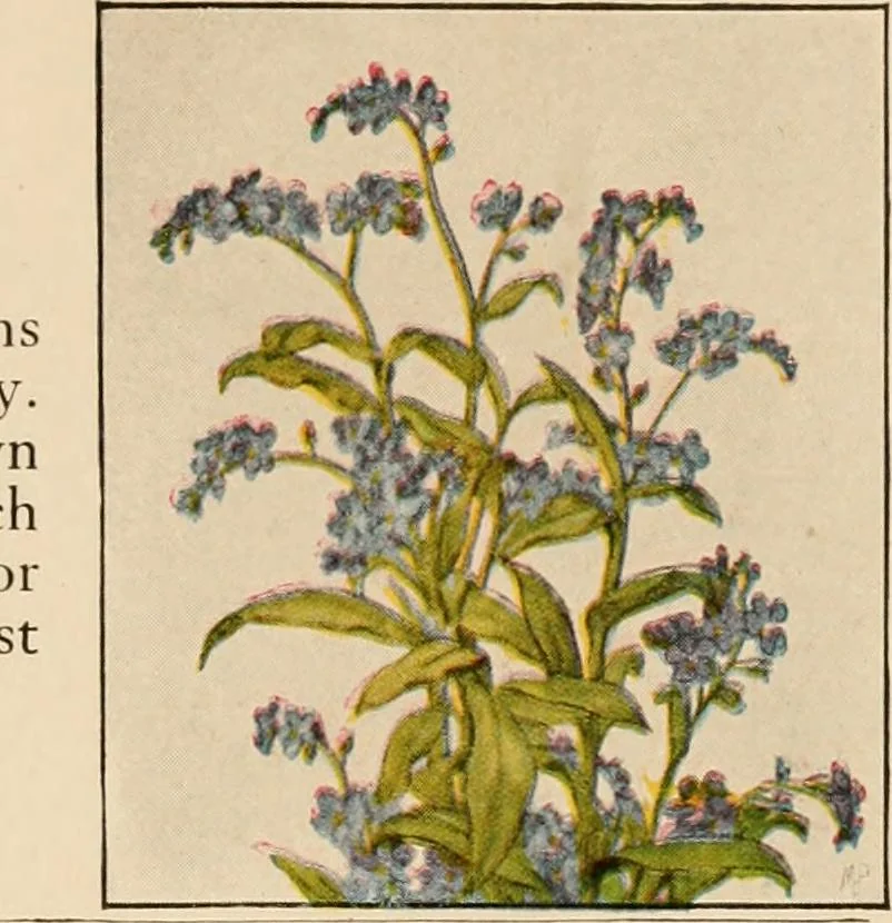 An illustration from The home garden, 1917, leaf 64