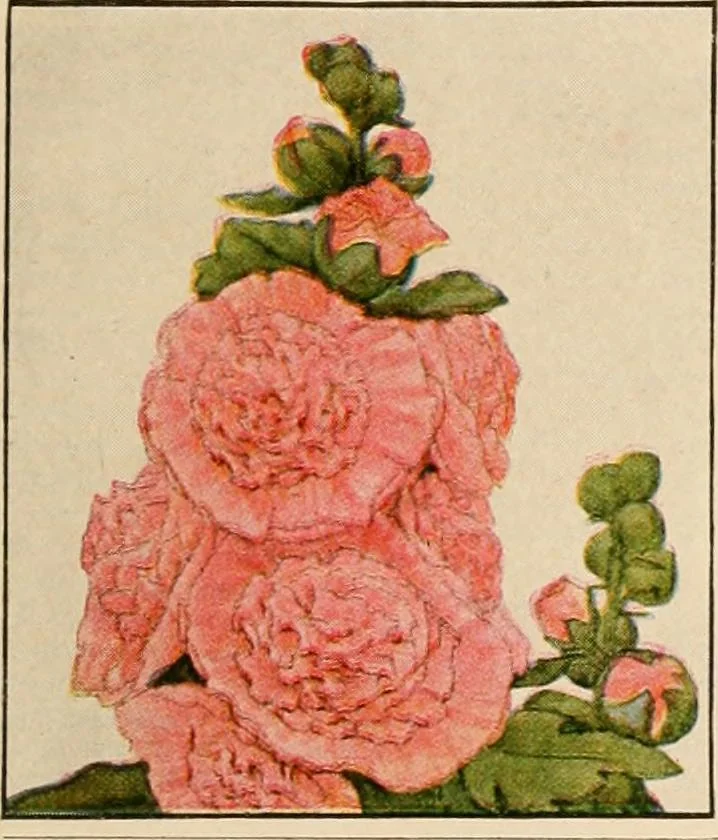 An illustration from The home garden, 1917, leaf 64