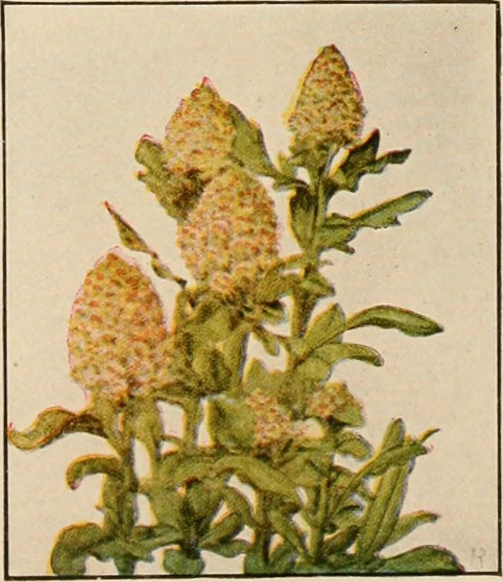 An illustration from The home garden, 1917, leaf 64