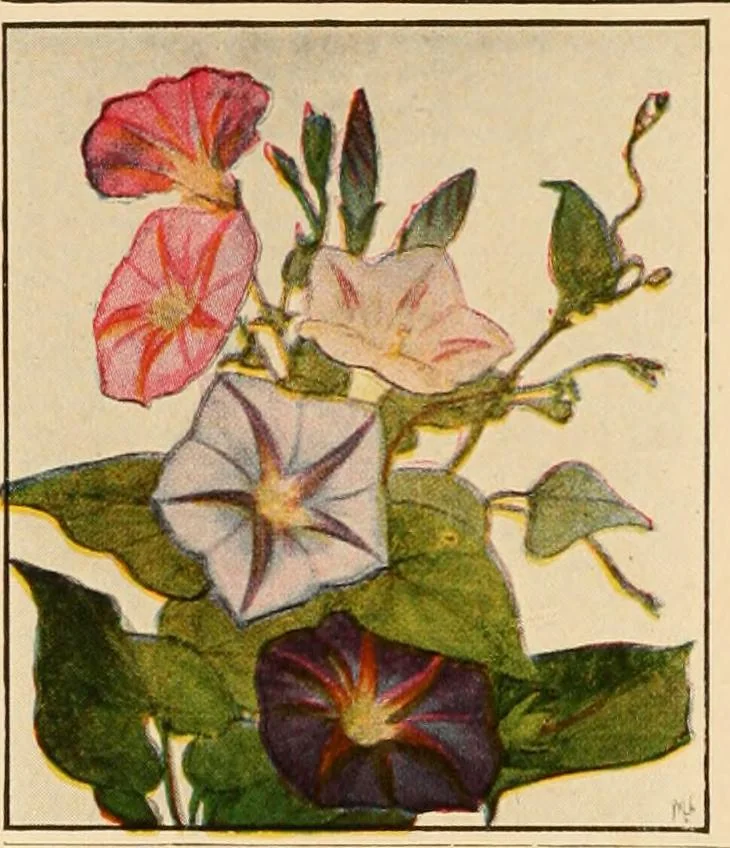 An illustration from The home garden, 1917, leaf 65
