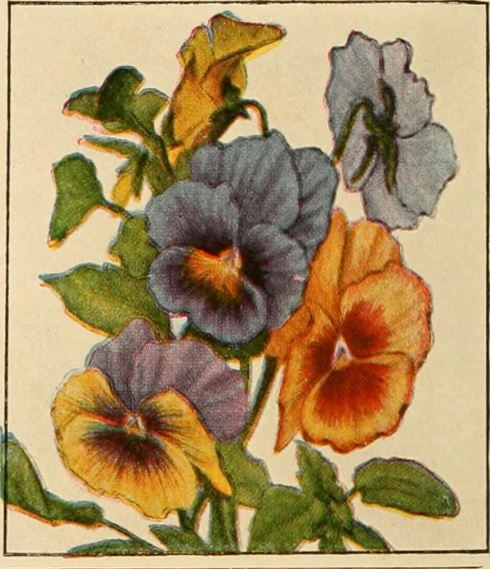 An illustration from The home garden, 1917, leaf 65