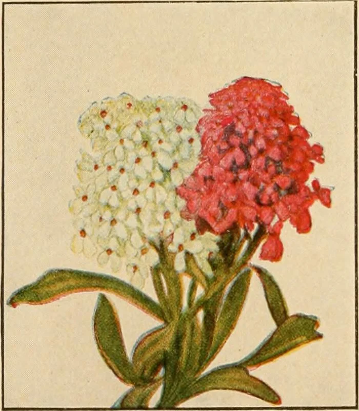 An illustration from The home garden, 1917, leaf 65