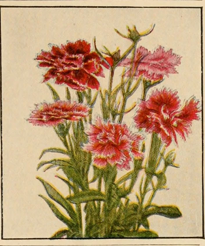 An illustration from The home garden, 1917, leaf 66