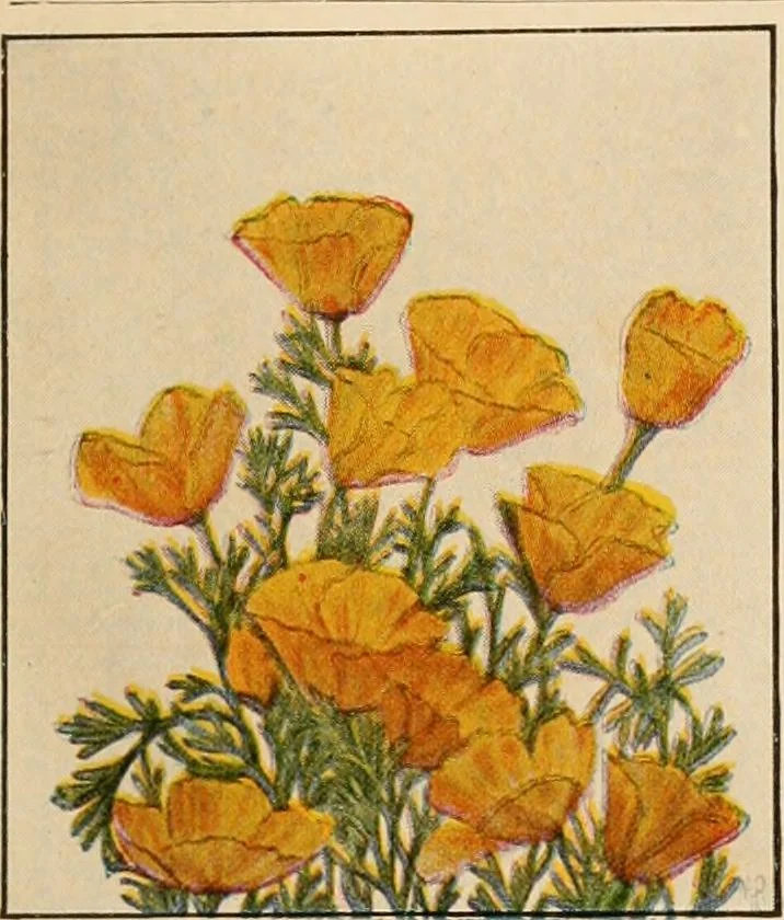 An illustration from The home garden, 1917, leaf 66