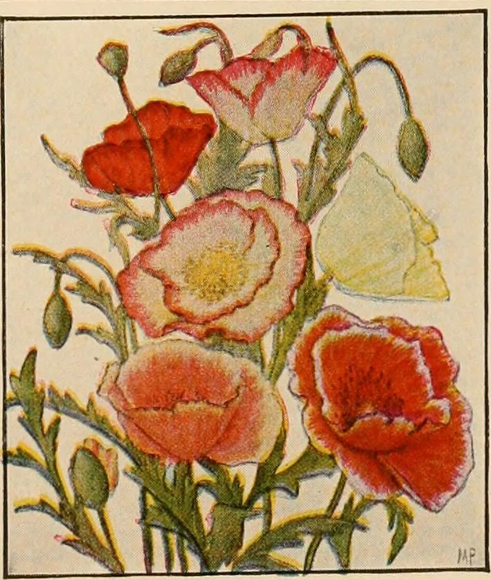 An illustration from The home garden, 1917, leaf 66