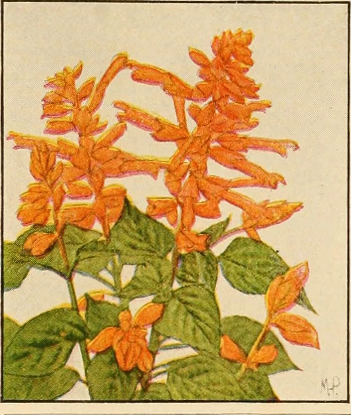 An illustration from The home garden, 1917, leaf 67